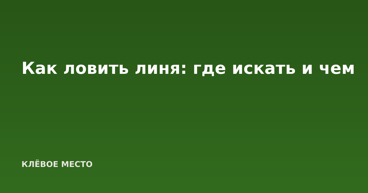 Как ловить линя: где искать и чем
